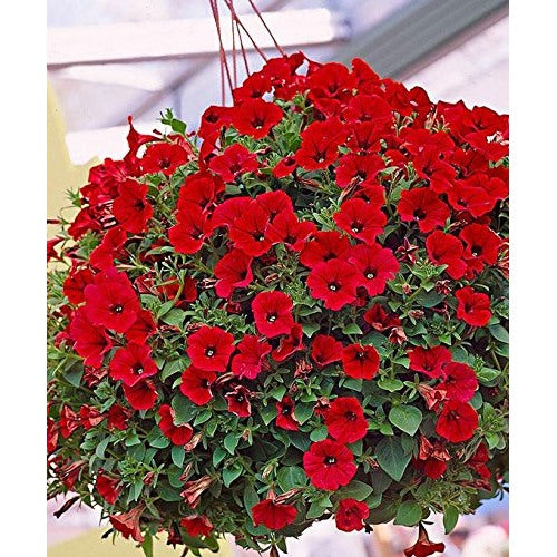 Red Heirloom Garden Petunia Hybrida Annual Flower Vibrant Long Lasting Blooms Flower Seeds [neera-v5-a9b852917934d68be34b]