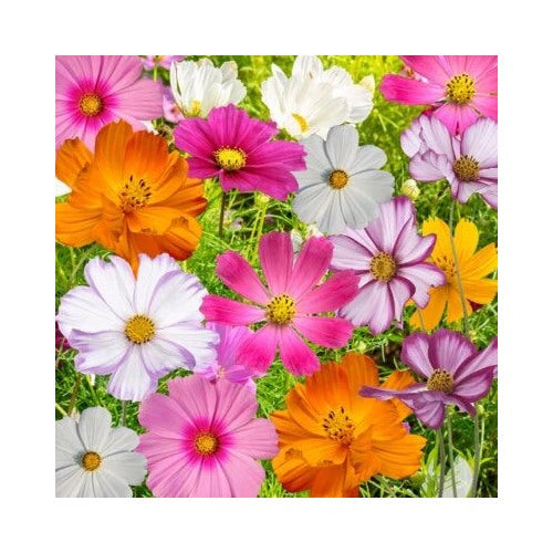 Cosmos Flowers Mix Beautiful Cosmos Varieties Colorful Heirloom Non Gmo Flower Seeds Home [neera-v5-a9b937be6a5d20cf36d8]