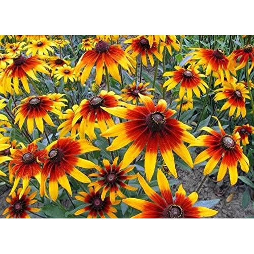 Gloriosa Daisy American Native Wildflower Perennial Flower Seeds for Home Garden Planting, [neera-v5-a9c01443c3b940393e4d]