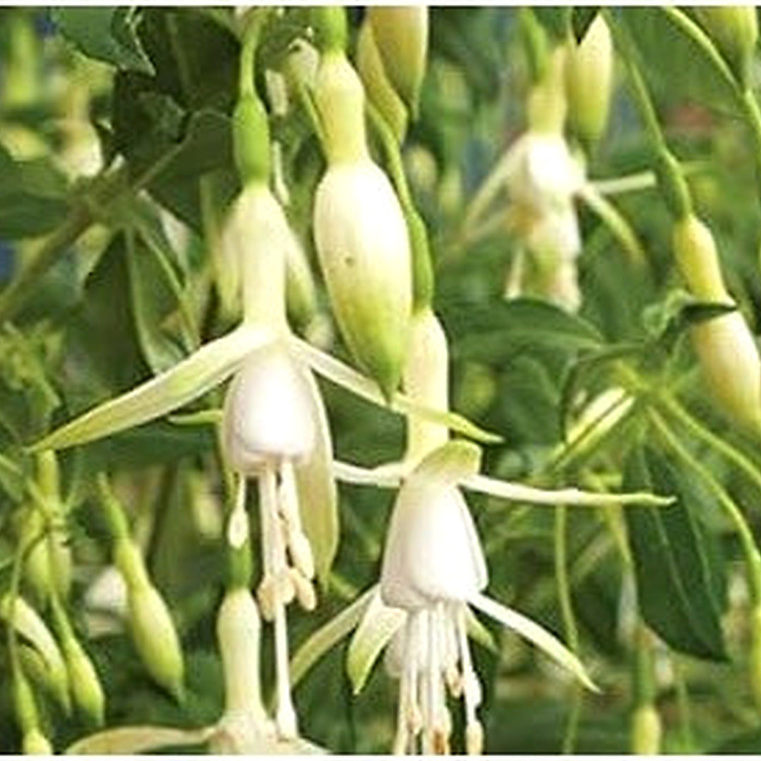 Green & White Fuchsia Flower Seeds for Planting [neera-v5-a9c25d5eab6c04bafe84]