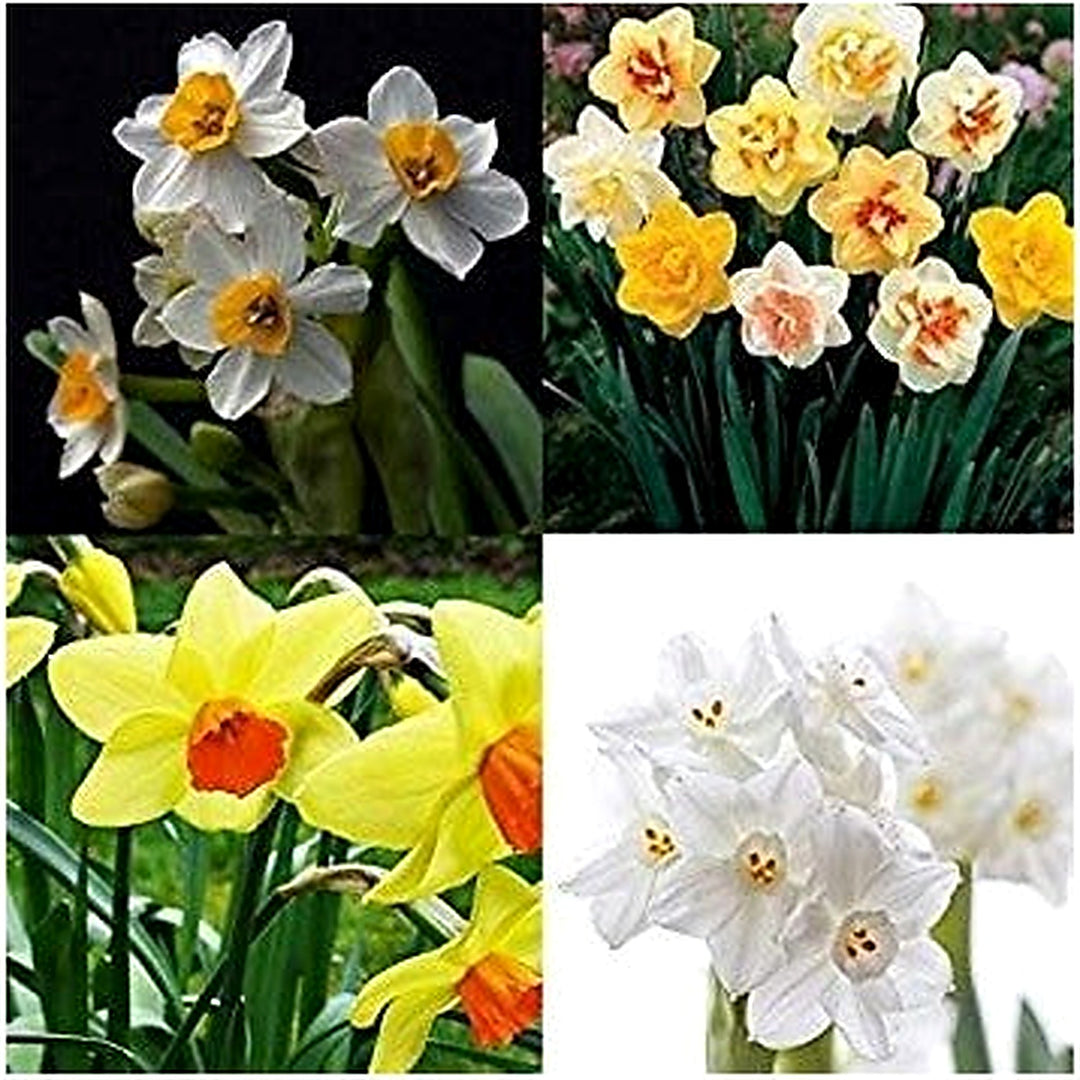 Mixed Daffodil Narcissus Flower Seeds for Planting [neera-v5-a9c4e4a08f2215e4a29b]