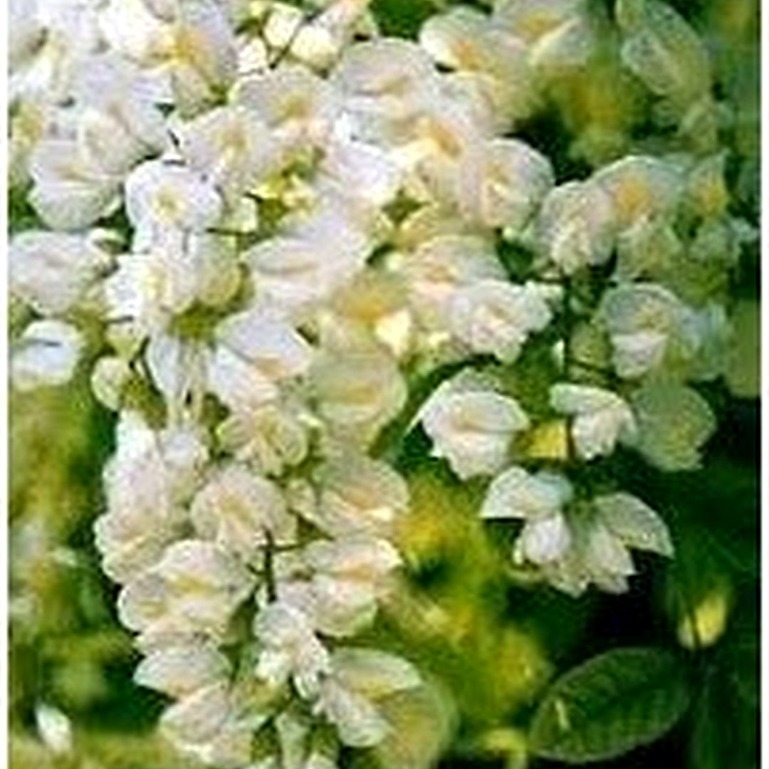 Pagoda Flower Seeds for Planting [neera-v5-a9c5530d52f9e2c10965]