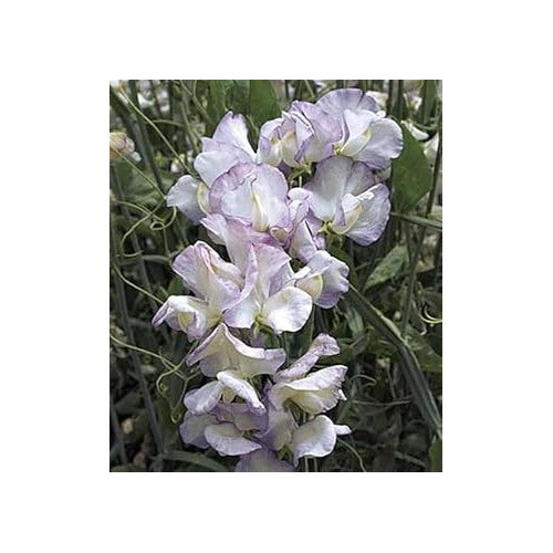 Heirloom White Purple Sweet Pea Flower Seeds [neera-v5-a9d0acc792d0789853c7]