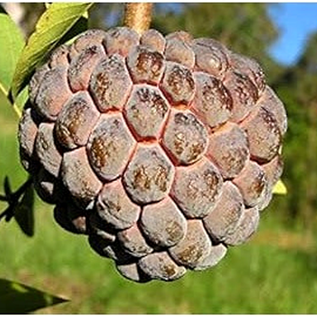 Brown Soursop Fruit Seeds for Planting [neera-v5-a9d3f26afac852957fda]