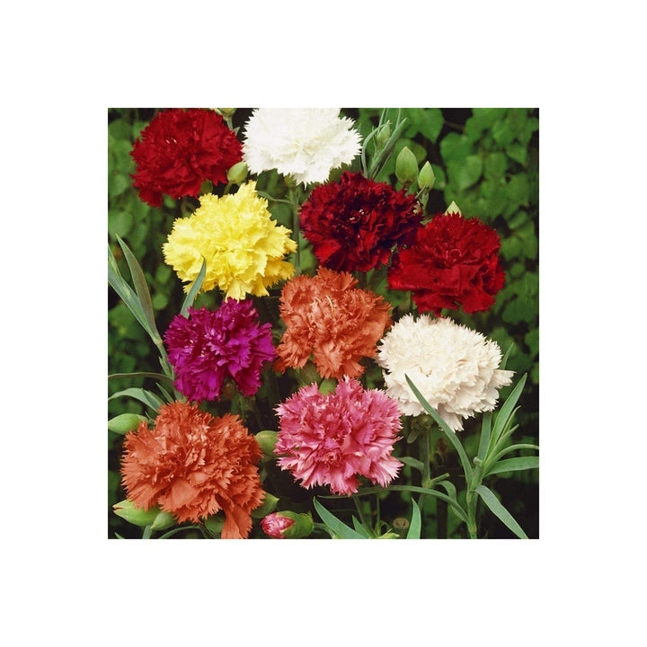 Garofani Dianthus Caryophyllus Balcony Flower Flower Seeds for Home Garden Planting, Lush Organic [neera-v5-a9d585d4e75044d3c42c]
