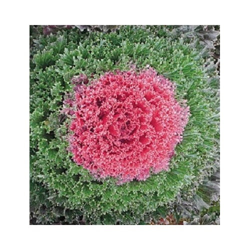 Red Flowering Cabbage Planting Kamome Flowering Kale Planting Heirloom Non Gmo Flower Seeds [neera-v5-a9dc7c5ceb15a47f5068]