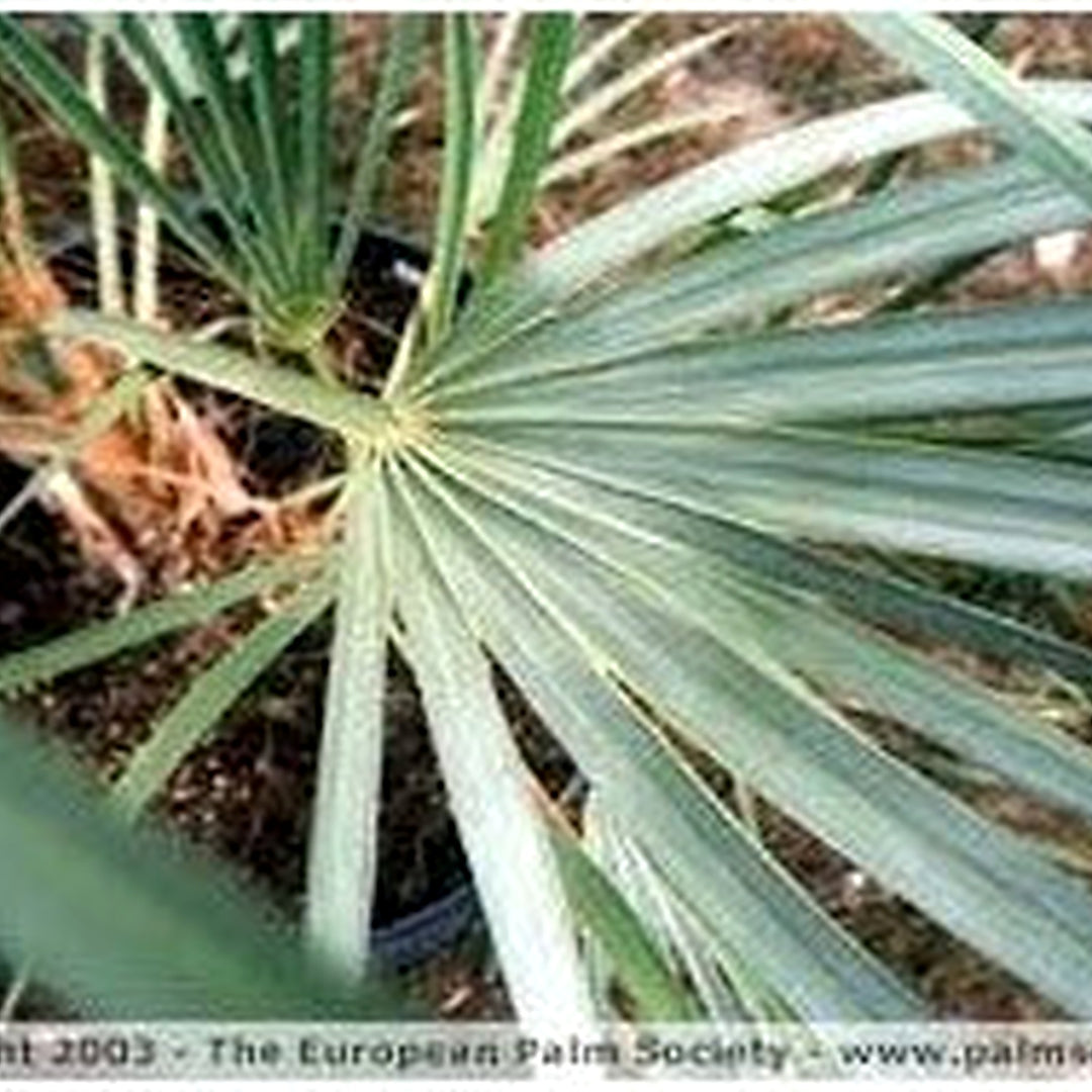 Green Nannorrhops Ritchiana Plant Seeds for Planting [neera-v5-a9de2bb68bf7f8fff495]