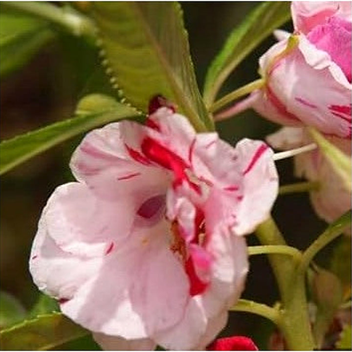 Heirloom Non-GMO White Red Balsam Camellia Flower Seeds for Planting [neera-v5-a9de8862a7d87a4461c5]