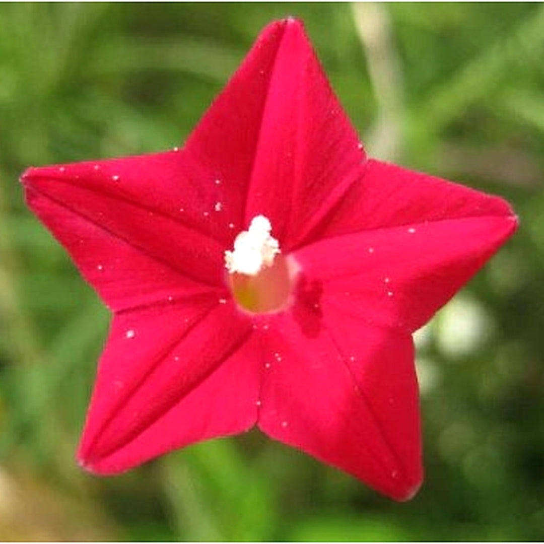 Cardinal Climber Hummingbird Vine Rare Flower Blooms Usa Heirloom Non Gmo Flower Seeds Home [neera-v5-a9f142ddfae5b16b2f83]