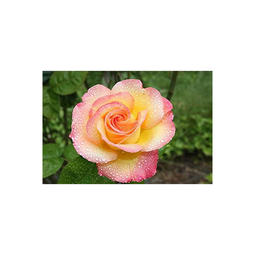 Yellow Pink Shrub Rose Flower For Home And Garden Planting Flower Seeds for Home Garden Planting, [neera-v5-a9fa802319f8c18c2d4b]