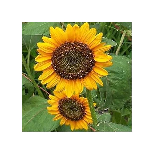 Yellow Sunflower Seeds for Planting [neera-v5-a9fb84cac45f8ba110d2]