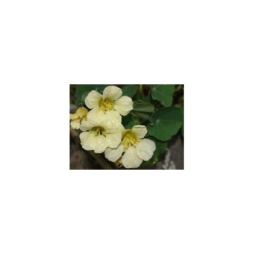 Light Yellow Nasturtium Flower Seeds for Planting | Heirloom Non-GMO High Germination Organic Garden Seeds [neera-v5-aa003e0b785522a16a27]