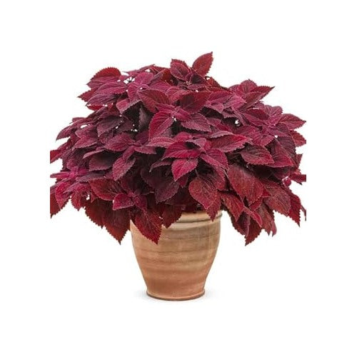 Heirloom Non-GMO Deep Red Dragon Coleus Plant Seeds for Garden Planting [neera-v5-aa0d86f4f1a7c0a81c38]