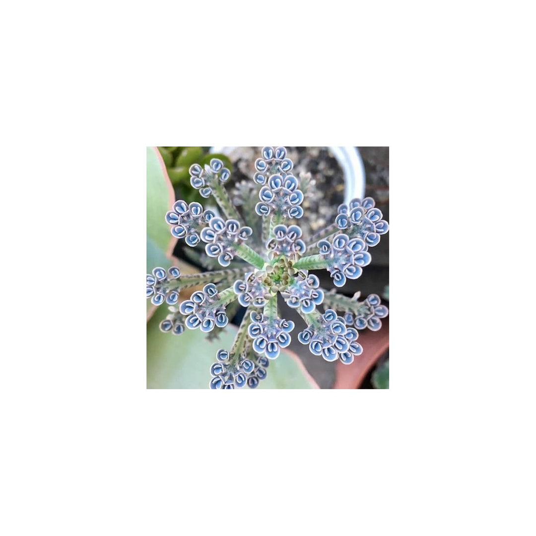 Magic Mixed Kalanchoe Longevity Flower Plant Flower Seeds for Home Garden Planting, Vibrant Organic [neera-v5-aa1f0e1460ab8381191b]