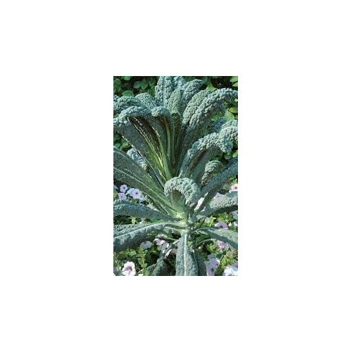 Toscano Giant Kale Seeds for Planting [neera-v5-aa22facb72f678e2cec0]