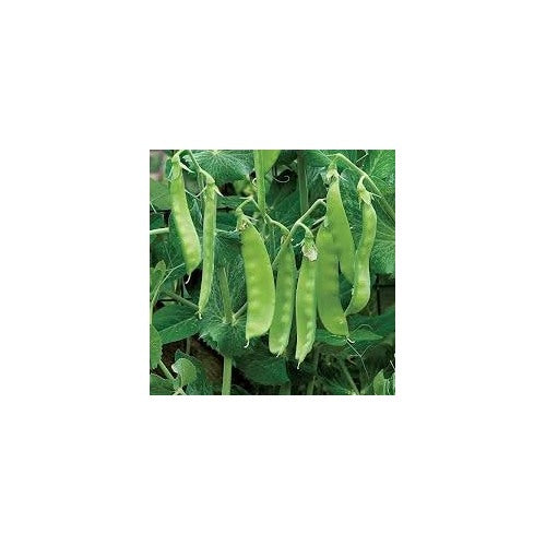 Pea Seeds for Planting [neera-v5-aa26e01bc75784b7df26]