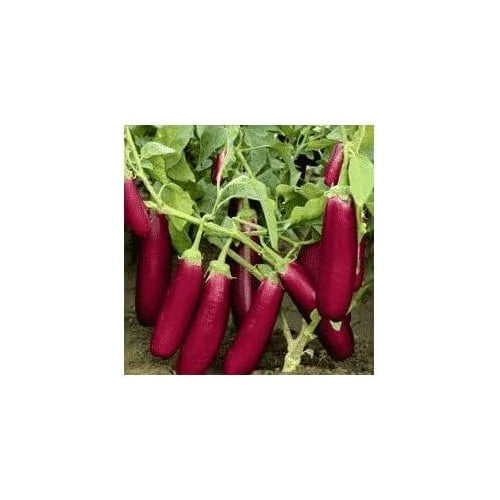 Burgundy Eggplant Seeds for Planting [neera-v5-aa31eb68b9c23aa285fb]