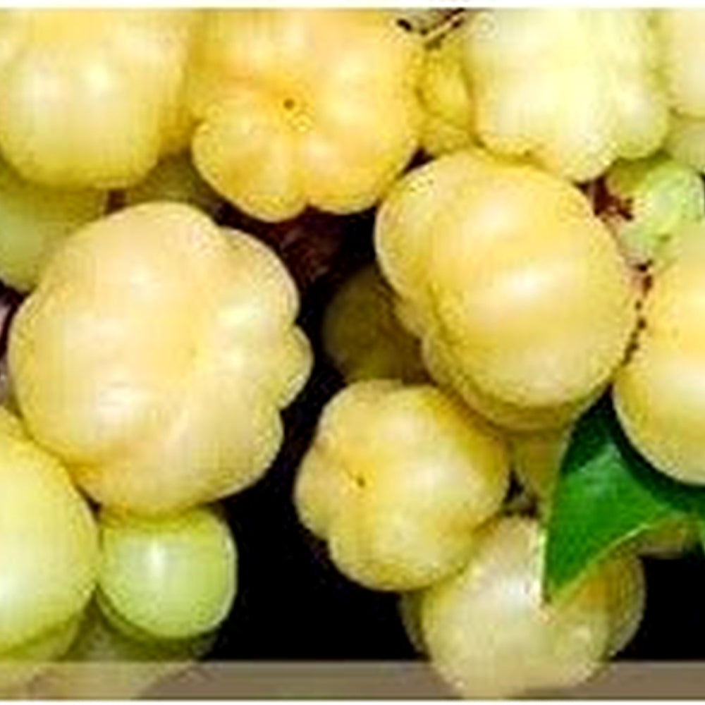 Starfruit Seeds [neera-v5-aa334f852da01e9a2438]