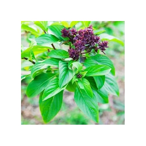 Basil Scented Flower Seeds for Planting [neera-v5-aa38a6cda576296c4ad5]