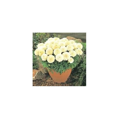 Light Yellow Marigold Flower Seeds for Planting [neera-v5-aa480232097513fabc5a]
