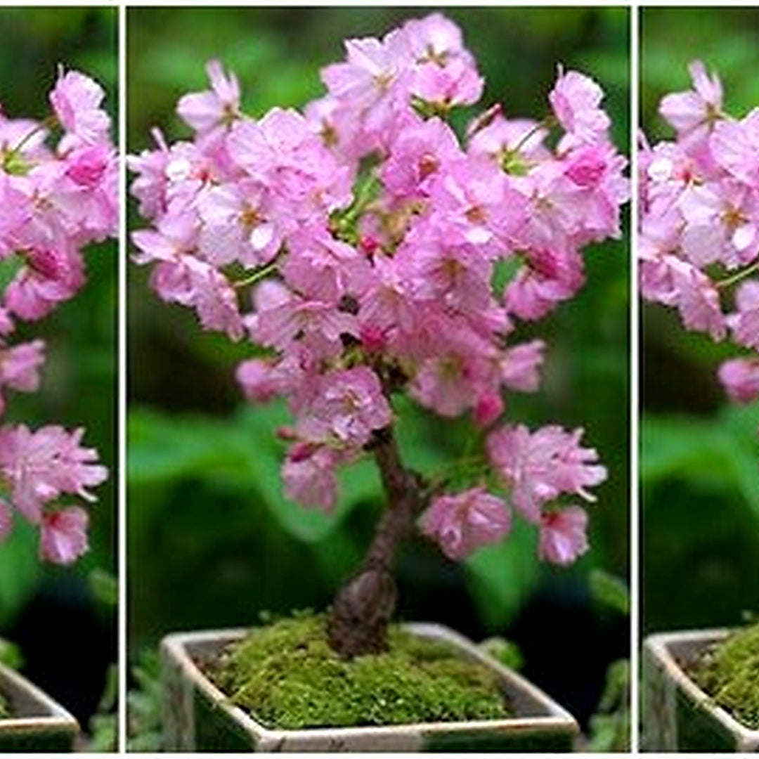 Baby Pink Simsii Bonsai Flower Seeds for Planting [neera-v5-aa4c7fdaefe12d53f8de]