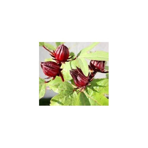 Roselle Hibiscus Seeds [neera-v5-aa5b70966bf0ae8a9202]
