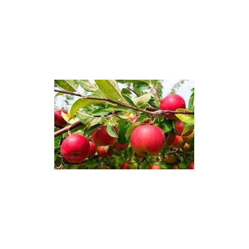 Japanese Fuji Apple Fruit Seeds for Planting [neera-v5-aa6a3c3f9b0c6f13de2c]