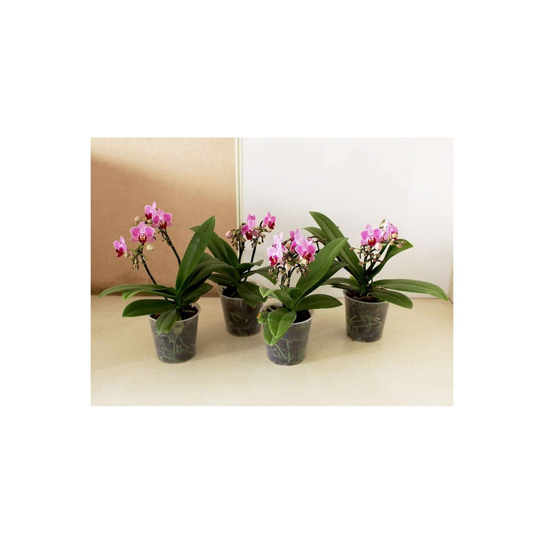 Mini Phalaenopsis Orchid Rare Flower Flower Seeds for Home Garden Planting, Premium Organic [neera-v5-aa6adfda5a8d296543cd]
