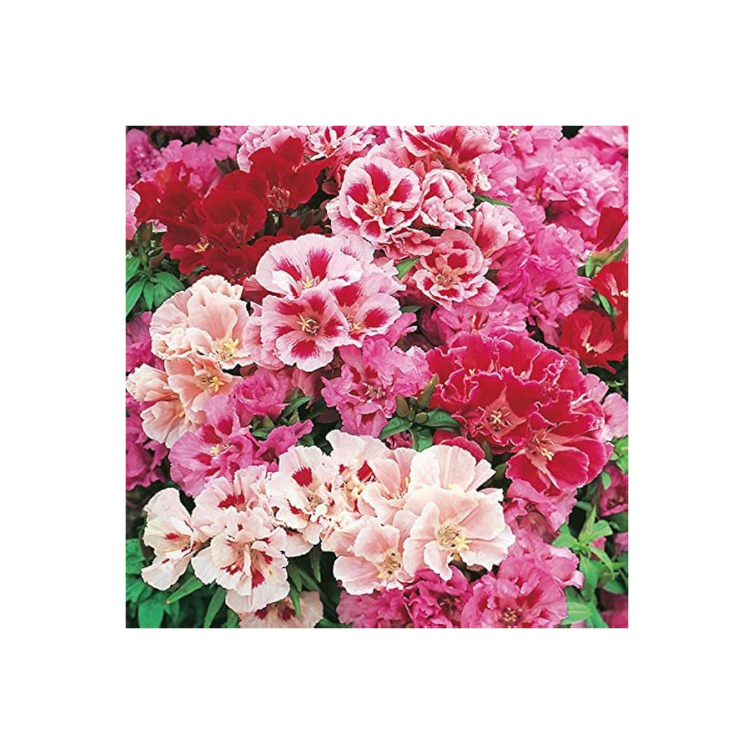 Azalea Rhododendron Spp Flower For Planting In Shaded Home Garden Areas Pots Flower Seeds for [neera-v5-aa6f2f3e7ba336c0290b]