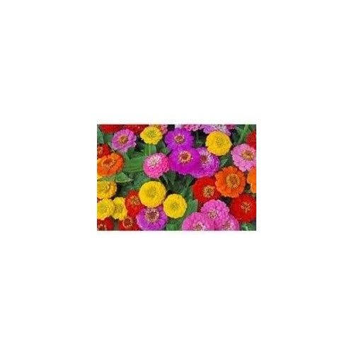 Zinnia Oklahoma Double Bloom Flower Seeds for Planting [neera-v5-aa7bb935328c384fd86c]