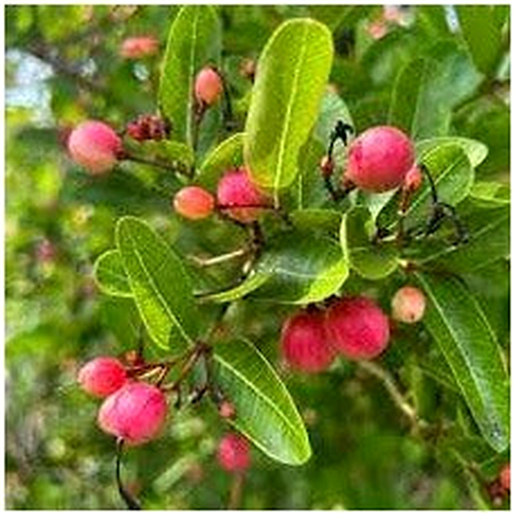 Rare Carissa Carandas (Karonda) Fruit Seeds [neera-v5-aa91f3159ab899c53506]