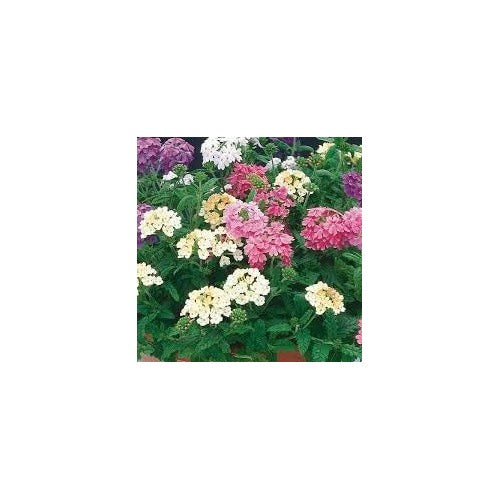 Heirloom Non Gmo Trailing Verbena Flower For Planting Vibrant Ground Cover Blooms Flower Seeds for [neera-v5-aa98ef69a9a90f42616d]