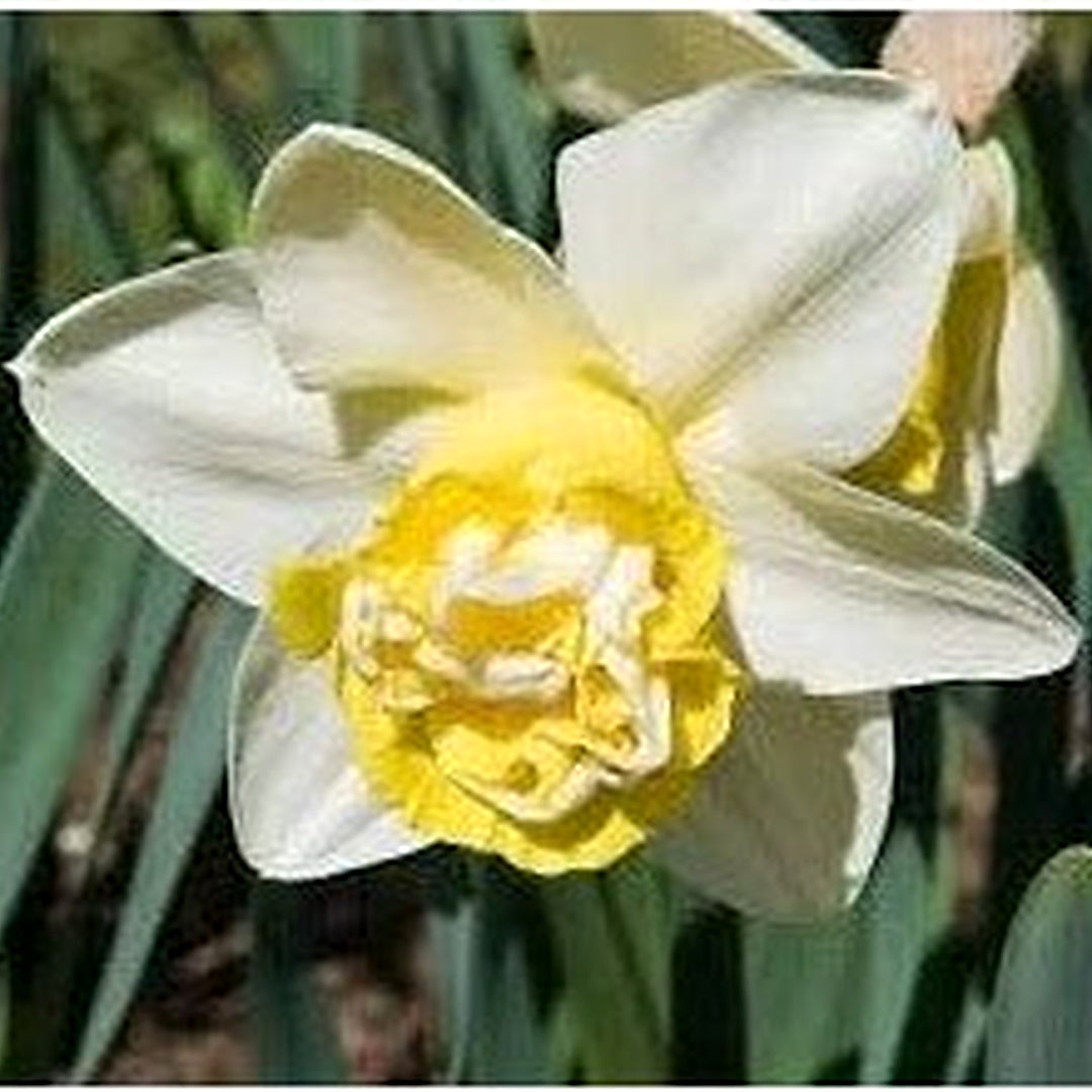 White Purple Double Narcissus Flower Seeds [neera-v5-aaa60562e8fb35b9478f]