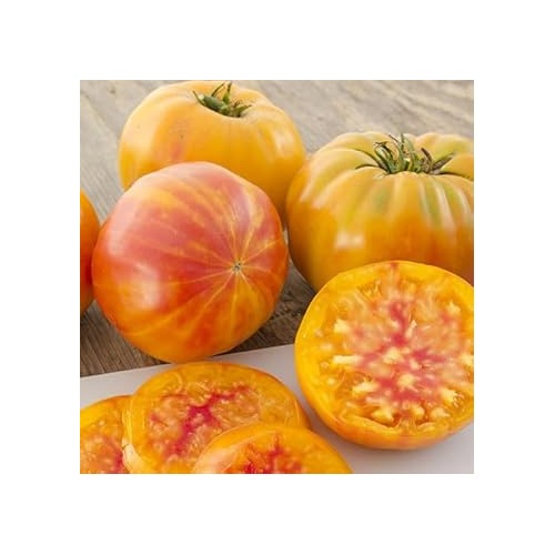 Tomato Vegetable Seeds for Planting [neera-v5-aaa87ec808e72c85bfb9]