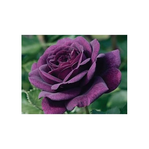 Purple Dragon Rose Plant Seeds for Planting [neera-v5-aaacaf953bb438629686]