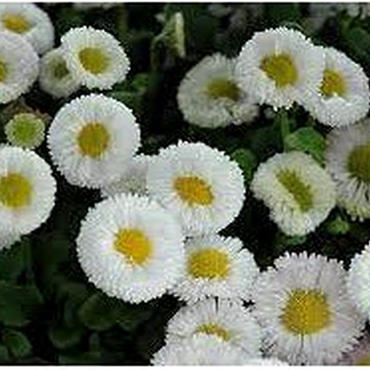 White Bellis Perennis Seeds for Planting [neera-v5-aab09c2f819d1955eddd]