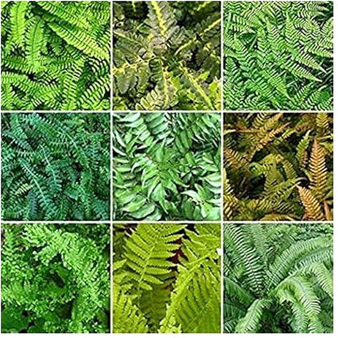 Heirloom Non-GMO Mixed Color Fern Pteridophyta Plant Seeds for Planting [neera-v5-aab2716cc43e0de3c16c]