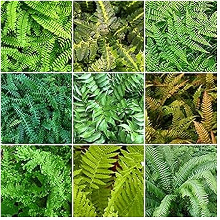 Heirloom Non-GMO Mixed Color Fern Pteridophyta Plant Seeds for Planting [neera-v5-aab2716cc43e0de3c16c]