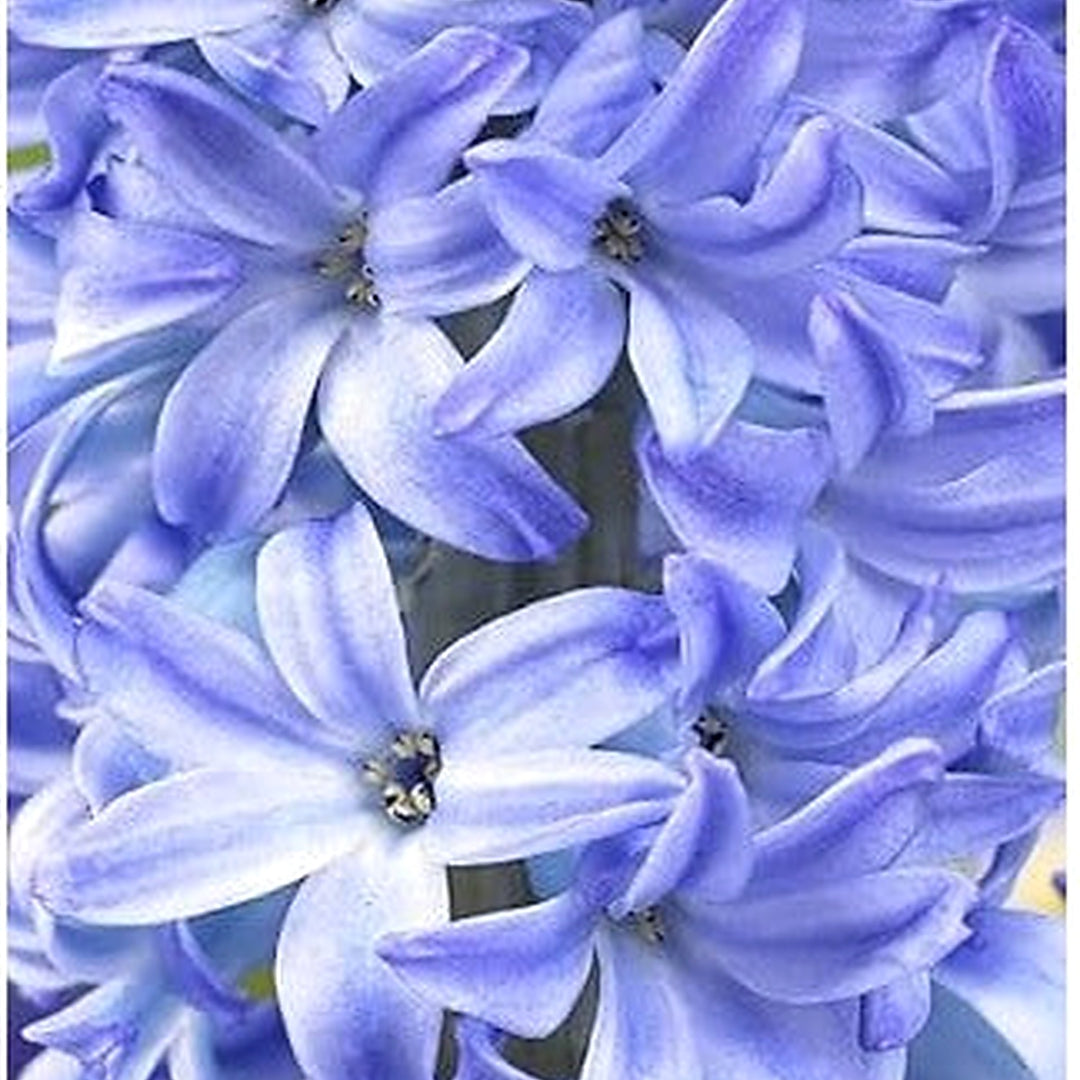 Sky Blue Hyacinthus Orientalis Flower Seeds [neera-v5-aab340875b4fb55ada88]