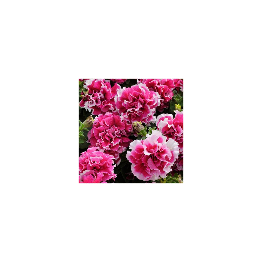 Petunia Double Gf Pirouette Rose Flower For Planting Heirloom Non Gmo Vibrant Blooms Flower Seeds [neera-v5-aabbb5cf1db65c5f8767]