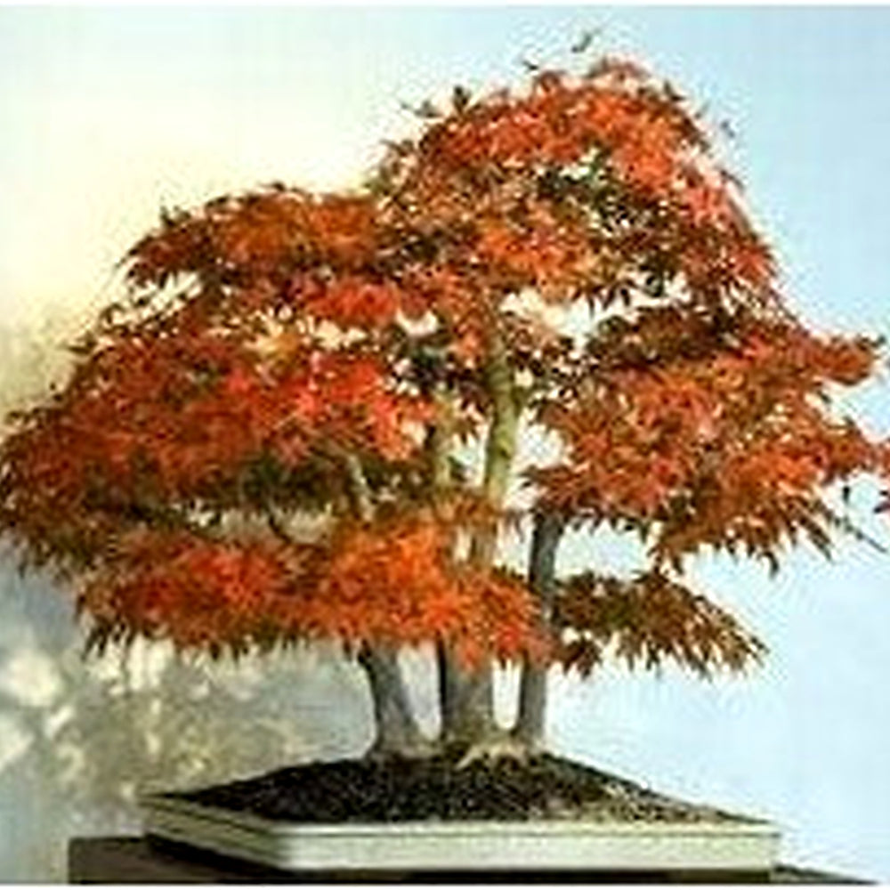 Heirloom Non-GMO Chocolate Azalea Flower Seeds for Planting [neera-v5-aacab55d16e9400a8149]