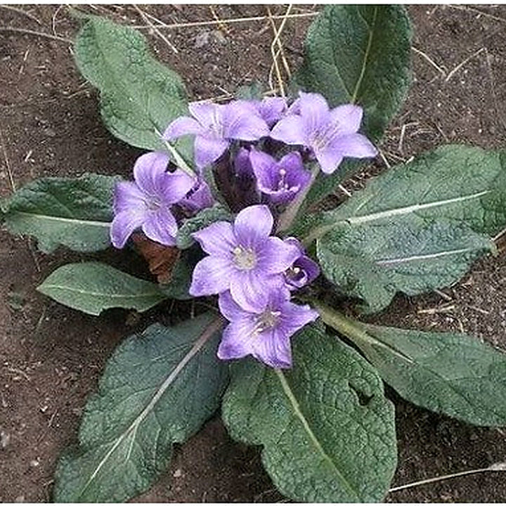 Black Mandrake Mandragora Autumnalis Seeds for Planting [neera-v5-aad1f04e083f35c99cdf]