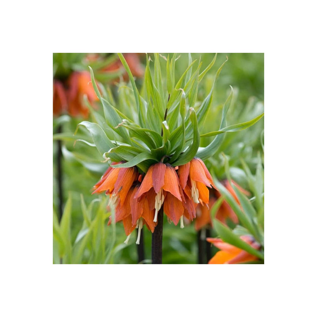 Crown Imperial Flower Fritillaria Imperialis Mixed Colors For Spring Flowering Displays Flower [neera-v5-aad41457e24eefae778c]
