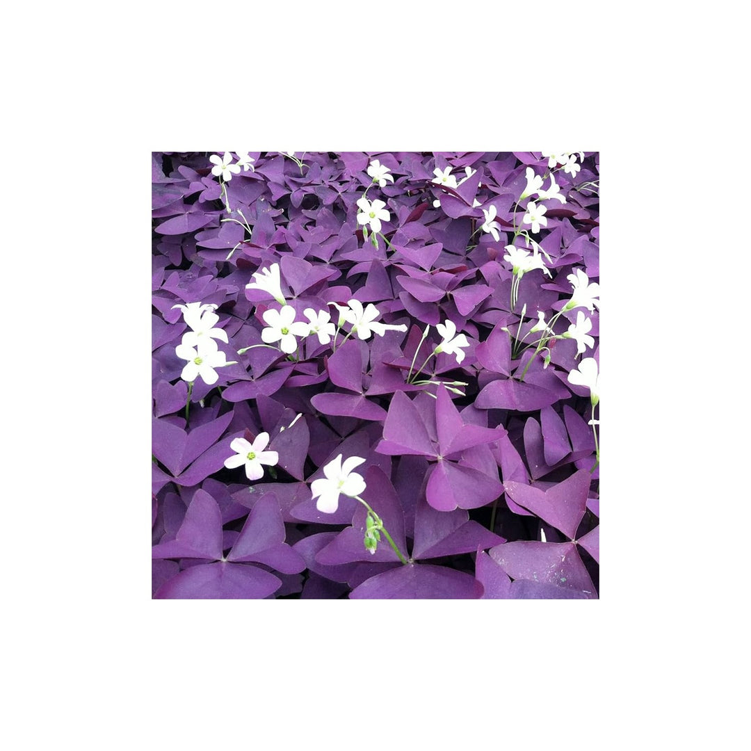 Purple Oxalis Triangularis Flower Heirloom Non Gmo For Planting Vibrant Blooms Flower Seeds for [neera-v5-aae4eb7f70e66db5c387]