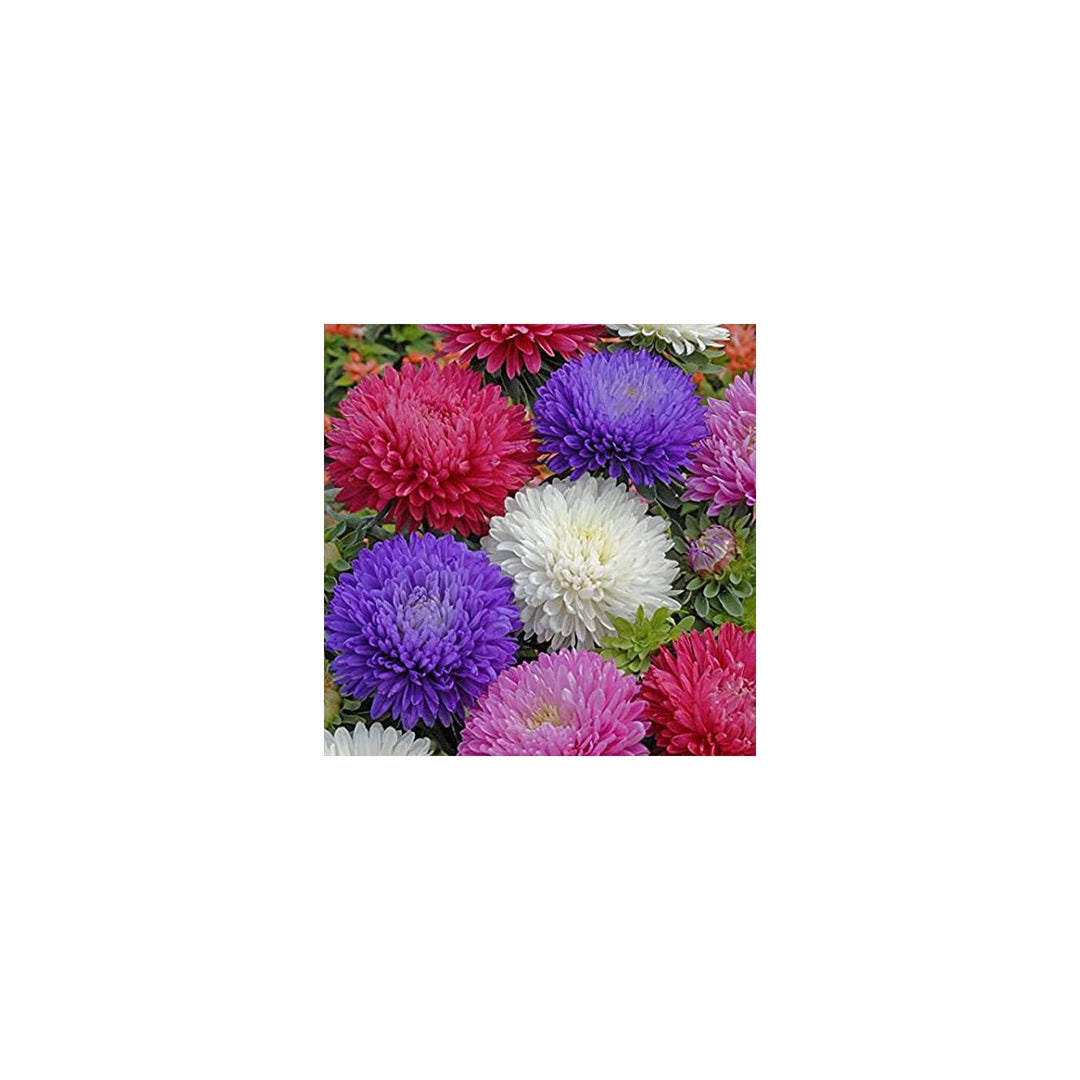 Rainbow Aster Perennial Flower For Home Garden Flower Seeds for Home Garden Planting, Vibrant [neera-v5-aaeac0d8a7f580918114]
