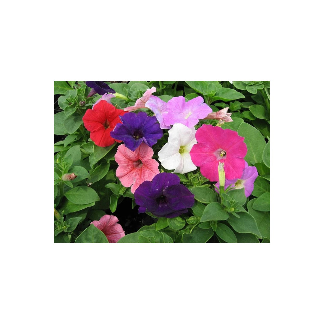 Petunia Hybrida Flowering Petunia For Planting In Hanging Baskets And Borders Flower Seeds for Home [neera-v5-aaeadcbde7c21ccbd123]