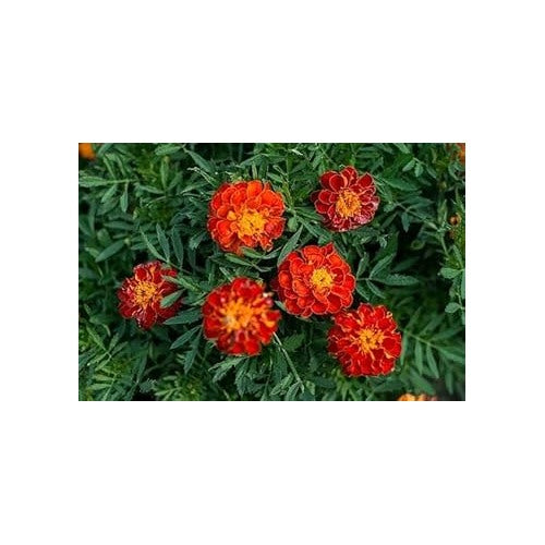 Red Calendula Flower Seeds for Planting [neera-v5-aaee66d67448dc9812e8]