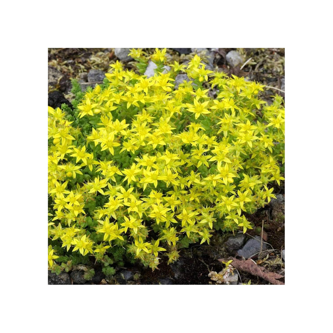 Yellow Heirloom Non Gmo Moss Stonecrop Flower Drought Tolerant Ground Cover Garden Planting [neera-v5-aafbb9e101fa02d24aa1]
