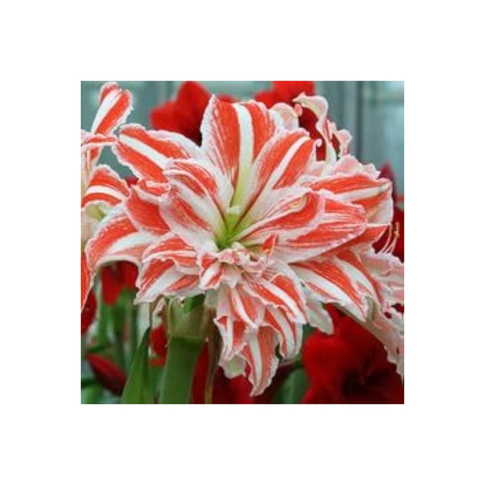 Amaryllis Hippeastrum Hybrid Barbados Lily Flower For Planting Mixed For Indoor Pots Garden [neera-v5-ab05f1131695a53d3f72]