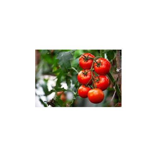 Tomberry Tomato Seeds for Planting [neera-v5-ab09faf900be66b95cc5]